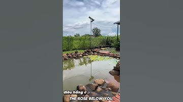 Chị Tâm Cần Tiền Cho Con Đi Du Học Nước Ngoài Cần Bán Gấp Nhà Vườn Trái Cây ,Ao Cá Tuyệt Đẹp#shorts