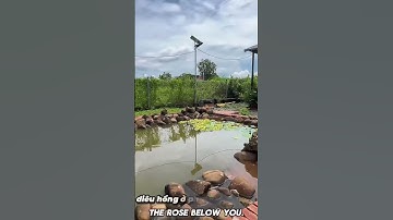 Chị Tâm Cần Tiền Cho Con Đi Du Học Nước Ngoài Cần Bán Gấp Nhà Vườn Trái Cây ,Ao Cá Tuyệt Đẹp#shorts