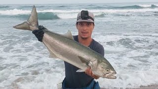 Giant Shad on a Big Stickbait