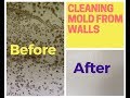 How To Remove Mold From Walls (Drywall)