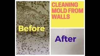 How To Remove Mold From Walls (Drywall)