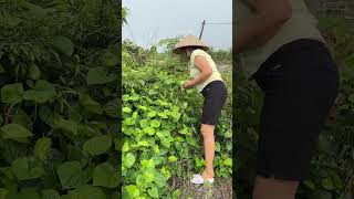 A neighbor came over asking for some fresh vegetables picked from our garden. 27426 #healthinfo #...