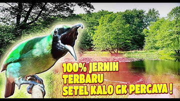 MASTERAN CUCAK IJO FULL TEMBAKAN KASAR