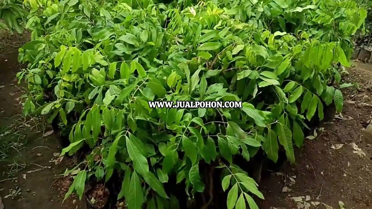 Tanam Bibit Kelengkeng New Kristal Berkualitas, Jadikan Kebun Anda Lebih Produktif!