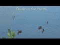 Ducks in the Marsh - 15m of peaceful nature views in 1080p60*