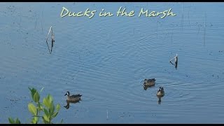 Ducks in the Marsh - 15m of peaceful nature views in 1080p60*