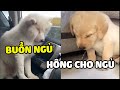 Ở nhà SEN hông cho ngủ, ra đường BOSS ngủ bù| Yêu Lu Official