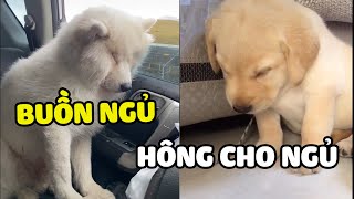 Ở nhà SEN hông cho ngủ, ra đường BOSS ngủ bù| Yêu Lu Official