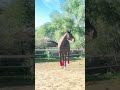 صص بآح الخخ ير خيل المذبح Horseracing 