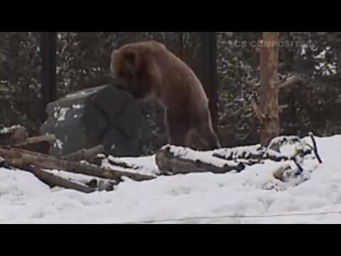 Grizzly bears attack case in West Yellowstone