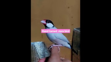 Hand tamed Java bird 🐦