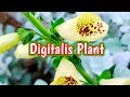 How to grow Digitalis plant | Foxglove flower | Winter flower | Urdu Hindi
