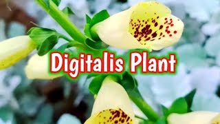 How to grow Digitalis plant | Foxglove flower | Winter flower | Urdu Hindi