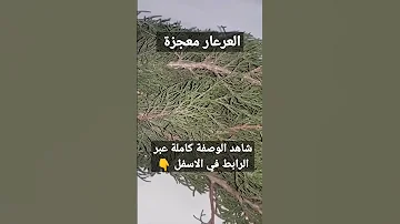 يعالج العرعار مشكل المعدة والقيئ ويعالج حتى جرثومة المعدة Shorts 