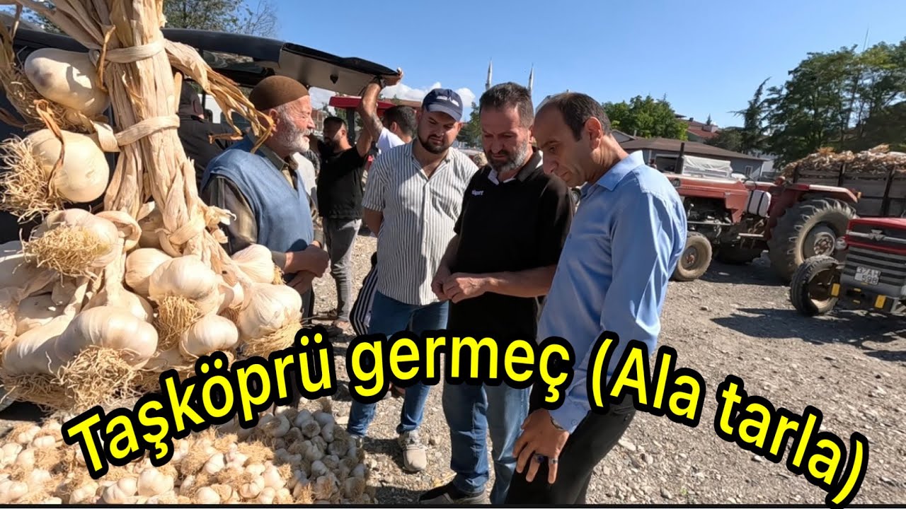 Kastamonu Taşköprü germeç ( Ala tarla ) sarımsak pazarı güncel fiyatları