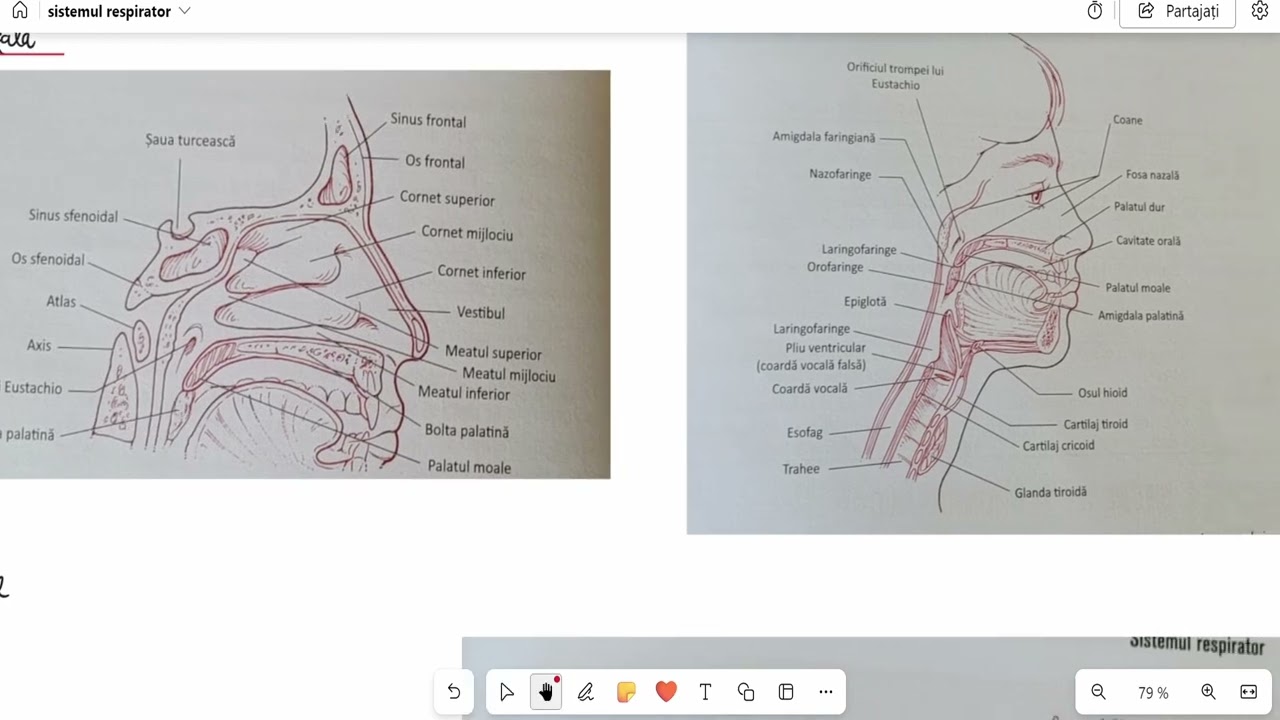 Barrons 17. 1 Sistemul respirator-anatomie