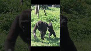 adorable #gorilla #金剛猩猩 #台北市立動物園