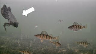 Mysterious Fish! Ice Fishing with Underwater Camera (Perch Frenzy!)
