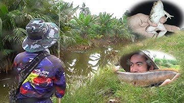 Đi Soi Nhái Thật, Câu Cá Lóc Dạo Kênh Dính Liên Tục || VR Fishing #148