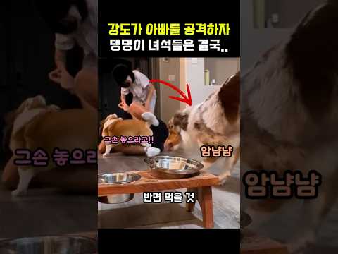 웰시코기와 보더콜리의 반응 차이 ㅋㅋㅋ #댕댕이 #개 #멍멍이 #강아지 #웃긴동물 thumbnail