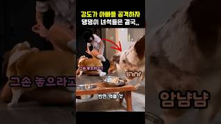 웰시코기와 보더콜리의 반응 차이 ㅋㅋㅋ #댕댕이 #개 #멍멍이 #강아지 #웃긴동물