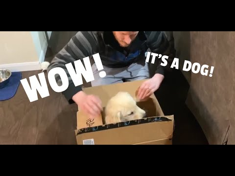 Videó: Hogyan Kell Járni Egy Labrador Retriever