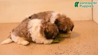 Darling Shih Tzu Puppies
