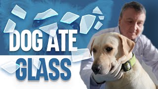 My Dog Ate Glass - What Should I Do by OurFitPets 2,344 views 1 year ago 3 minutes, 5 seconds