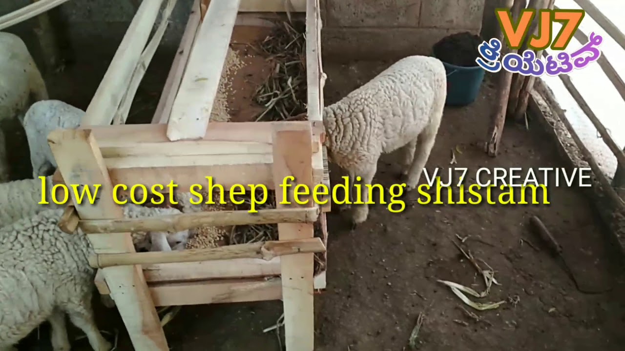 Low cost  SHEEP  peeding stand