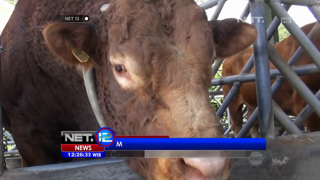 Balai Inseminasi Buatan Lembang Siapkan Bibit Sapi Terbaik