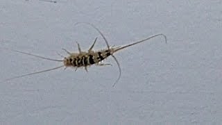 5 Ways to Get Rid of Silverfish and Firebrats