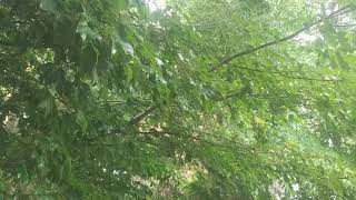 Podcast-style Vlog Experiment | TurboNerd Tuesday