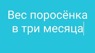 ⁣Свиноводство в селе/Вес поросёнка в три месяца.