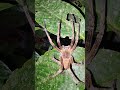 Highly venomous Brazilian wondering spider I found last night in the Amazon rainforest