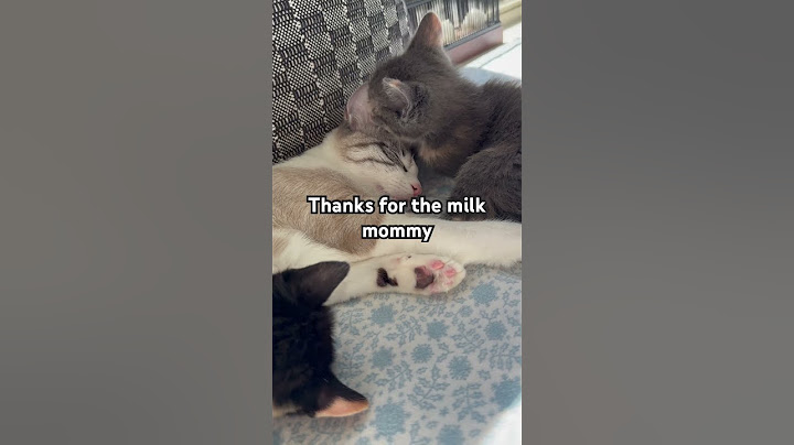 Everyone else came for milk… but one came and gave luv❤️💖#kitten #fosterkittens #catlove #love #mom