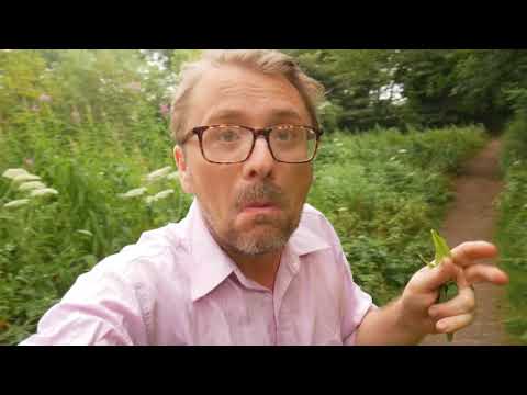 Video: Apa yang harus dilakukan dengan willowherb?