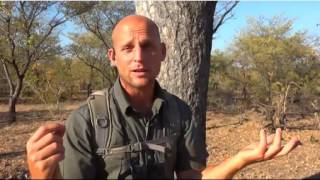 July 6 WildEarth Sunset SafariLIVE Bush walk,  Nkuhuma Cubs