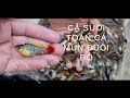 Bắt cá mún nhỏ sau mưa