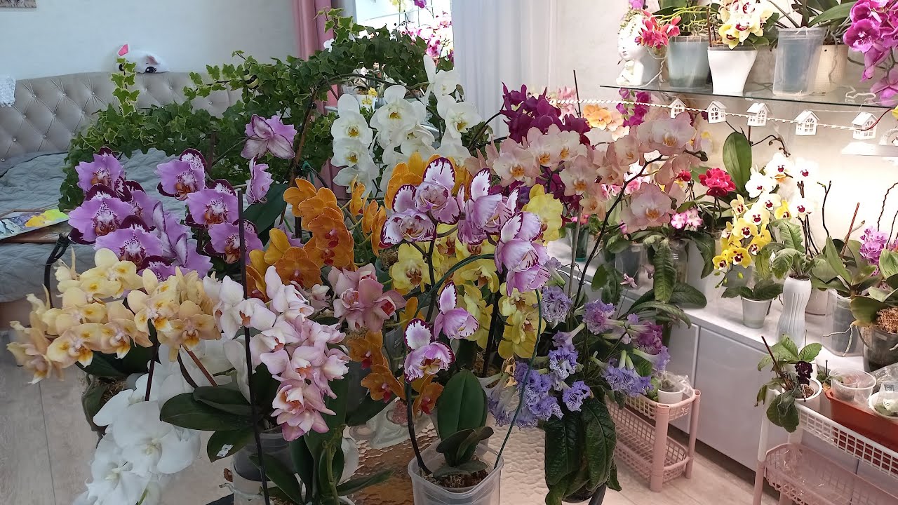 Пик цветения моих любимых орхидей! 13.05.25