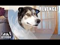 Husky is NOT Happy Wearing The CONE of SHAME!