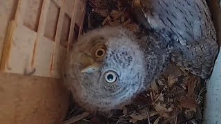 An Owlet Named Magnolia