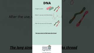 DNA/genes/chromosome #DNA #chromosome #genes #genetics #competitiveexams #csirnet #biology#education