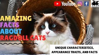 Amazing Facts About Ragdoll | Things To Know About Ragdoll Cats | Ragdoll Cat Facts | Animals Addict