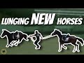 LUNGING A EX-RACE HORSE - The 1st Steps - OTTB Series Episode 5