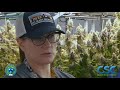 Cleveland school of cannabis with galenas cultivation akron ohio