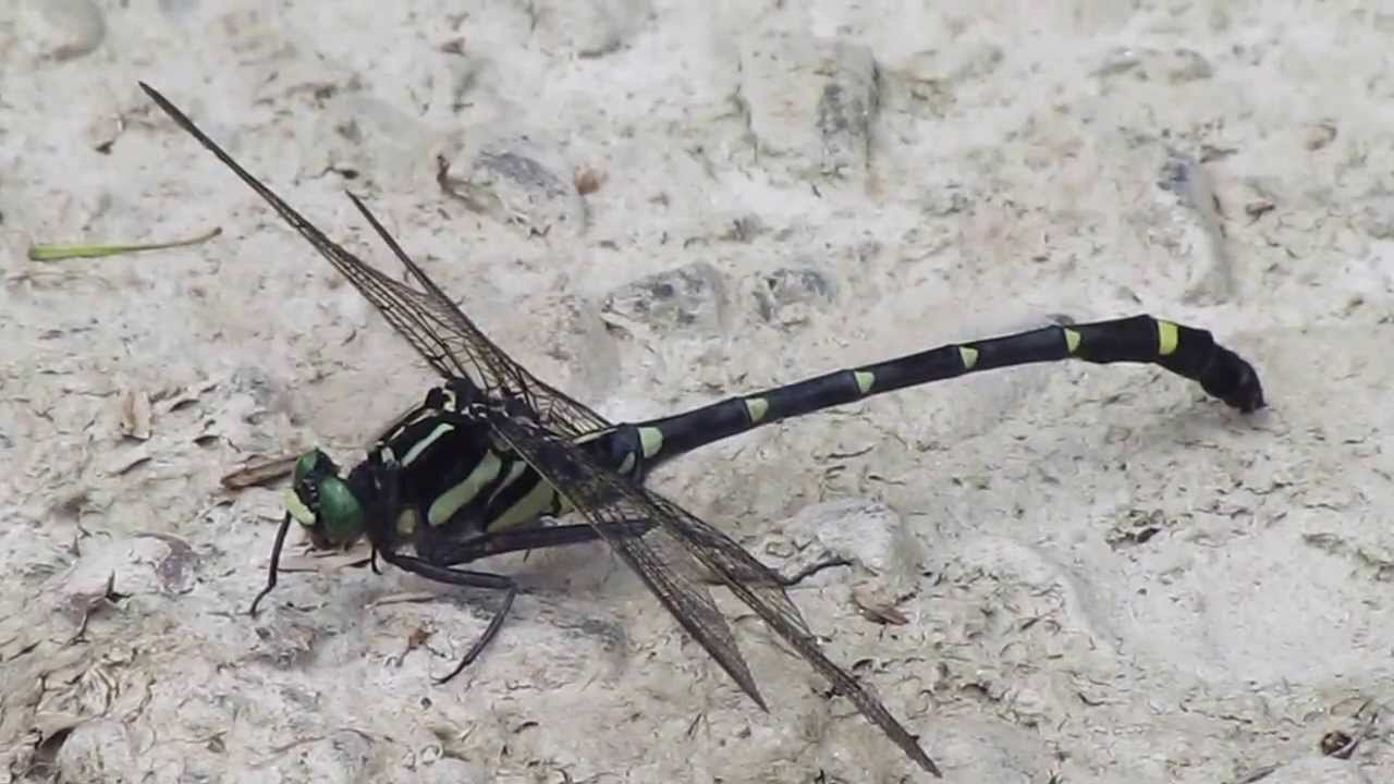 ヤンマじゃないのにヤンマと呼ばれる コオニヤンマ