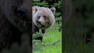 los Osos Hibernan Sin Comer Ni Beber Durante Meses biologa quiz zoologa