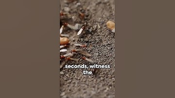 The Incredible Power of Unity and Determination - Ants