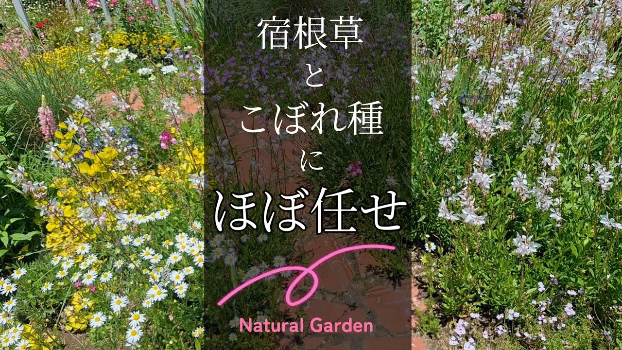 Gardening | A garden aiming to be an open garden | Can May really