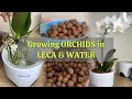 Grow orchids in water with leca part 1